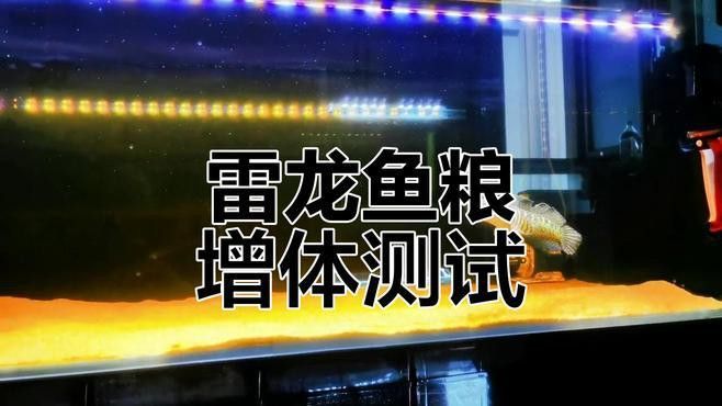 七彩雷龍魚喂什么最好