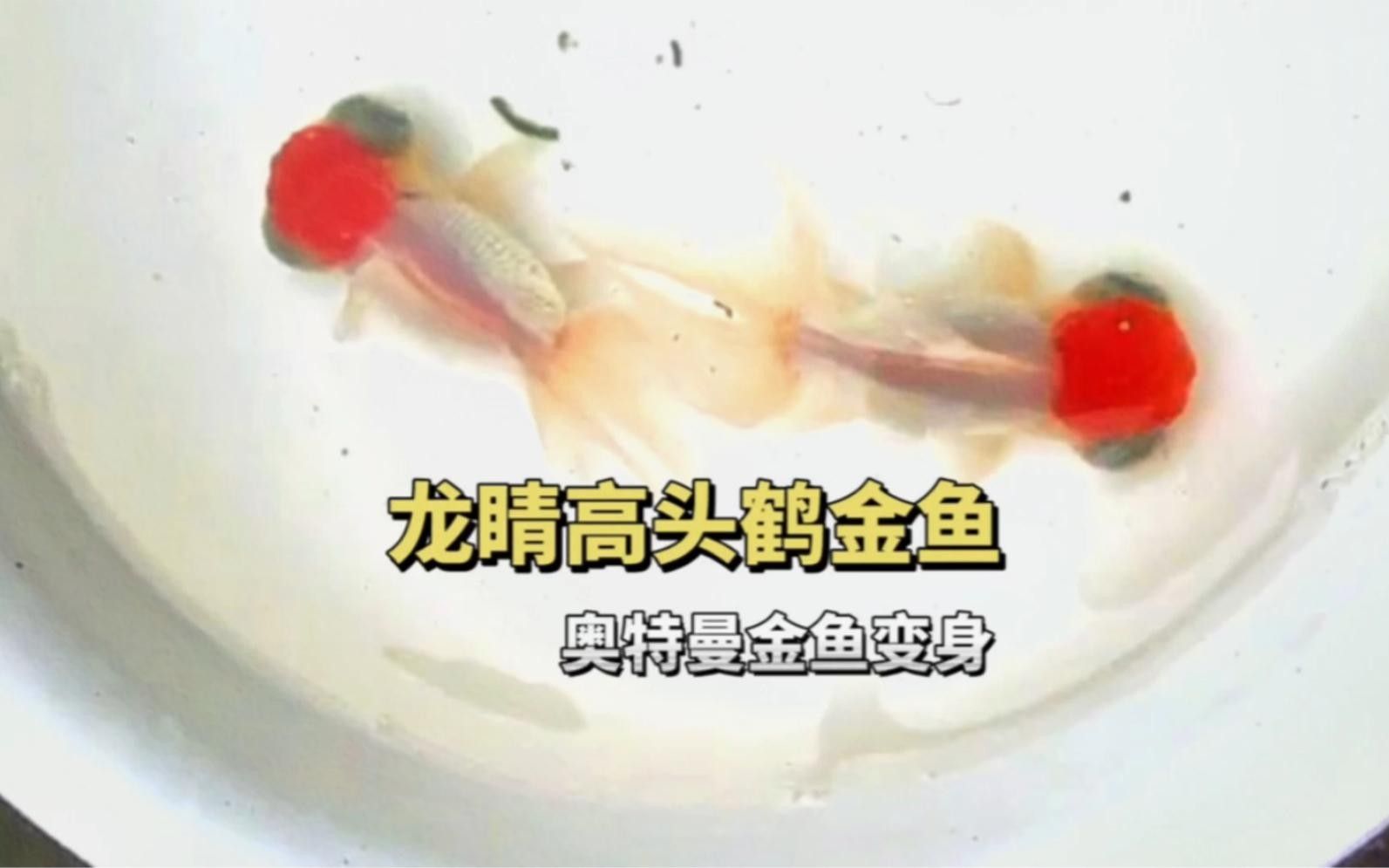 龍睛魚混養的最佳密度是多少？ 龍睛魚混養的最佳密度是多少？ 龍魚百科 第3張
