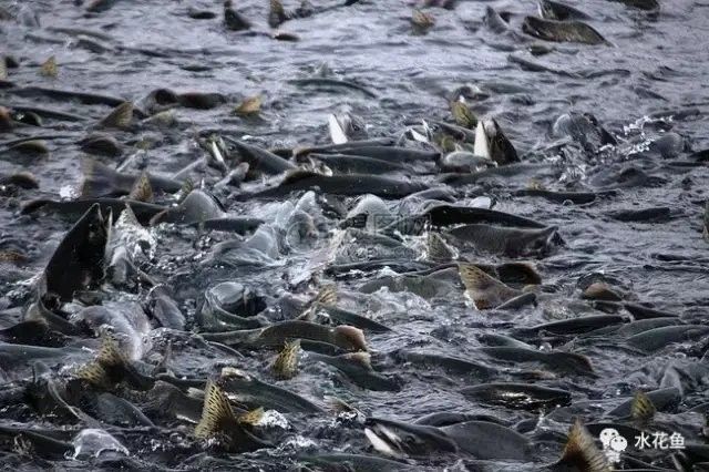 龍睛魚混養的最佳密度是多少？ 龍睛魚混養的最佳密度是多少？ 龍魚百科 第5張