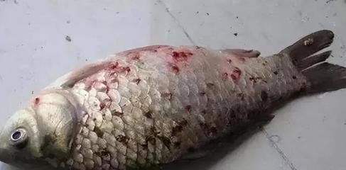 龍魚魚鰓寄生蟲:如何預防和治療龍魚魚鰓寄生蟲 龍魚百科 第1張 龍魚魚鰓寄生蟲:如何預防和治療龍魚魚鰓寄生蟲 龍魚魚鰓寄生蟲:如何預防和治療龍魚魚鰓寄生蟲 龍魚百科 第1張
