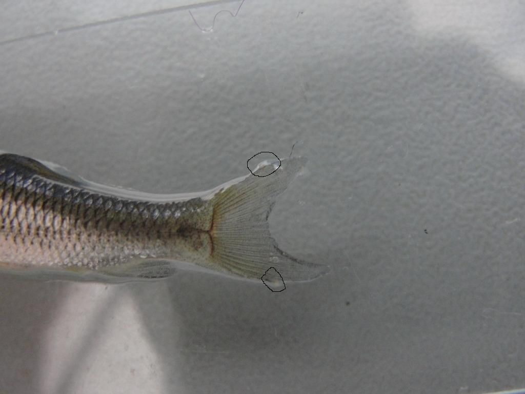龍魚魚鰓寄生蟲:如何預防和治療龍魚魚鰓寄生蟲 龍魚百科 第5張 龍魚魚鰓寄生蟲:如何預防和治療龍魚魚鰓寄生蟲 龍魚魚鰓寄生蟲:如何預防和治療龍魚魚鰓寄生蟲 龍魚百科 第5張