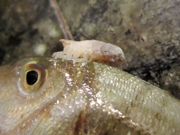 龍魚魚鰓寄生蟲:如何預防和治療龍魚魚鰓寄生蟲 龍魚百科 第3張 龍魚魚鰓寄生蟲:如何預防和治療龍魚魚鰓寄生蟲 龍魚魚鰓寄生蟲:如何預防和治療龍魚魚鰓寄生蟲 龍魚百科 第3張