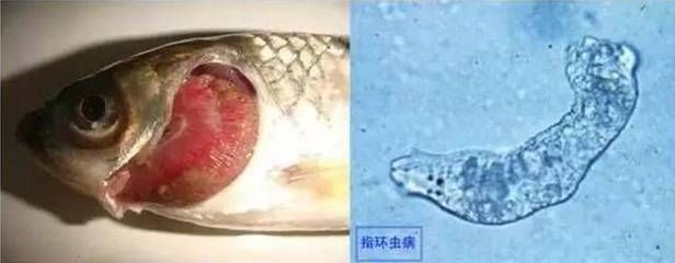 龍魚魚鰓寄生蟲:如何預防和治療龍魚魚鰓寄生蟲 龍魚百科 第2張 龍魚魚鰓寄生蟲:如何預防和治療龍魚魚鰓寄生蟲 龍魚魚鰓寄生蟲:如何預防和治療龍魚魚鰓寄生蟲 龍魚百科 第2張
