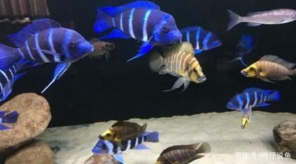 薩伊藍(lán)可以和龍魚混養(yǎng)嗎？：薩伊藍(lán)和哪些魚可以混養(yǎng)？