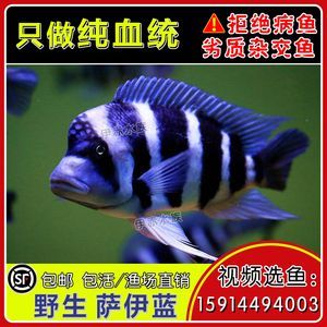 薩伊藍(lán)可以和龍魚混養(yǎng)嗎？：薩伊藍(lán)和哪些魚可以混養(yǎng)？