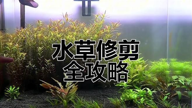 過背金龍魚缸中水草多久需要修剪？