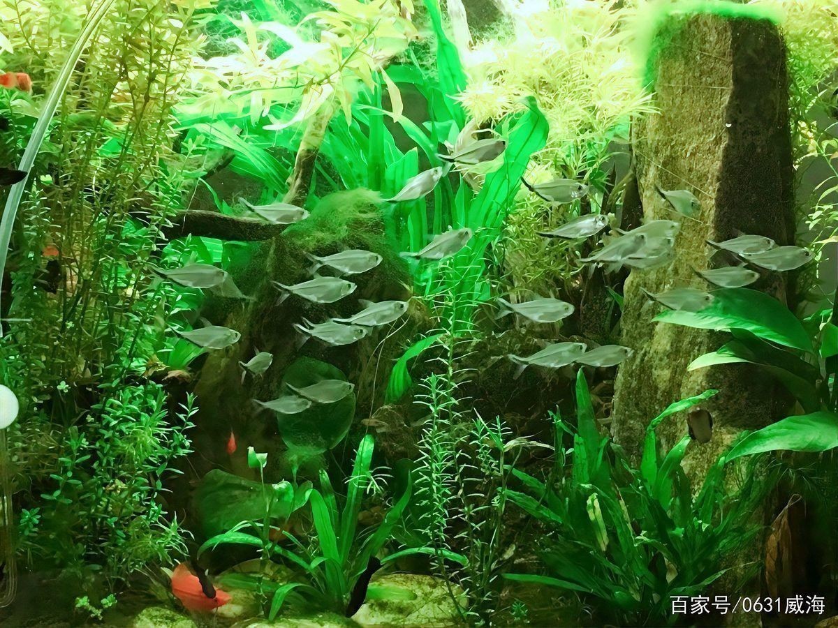 過背金龍魚缸中水草多久需要修剪？