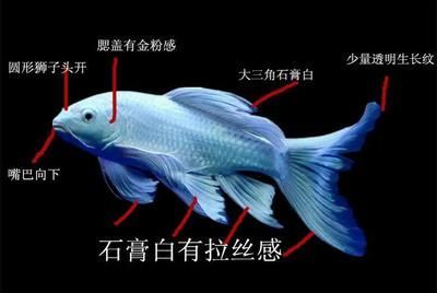 龍鳳鯉魚常見疾病及防治：龍鳳鯉魚常見疾病及其防治