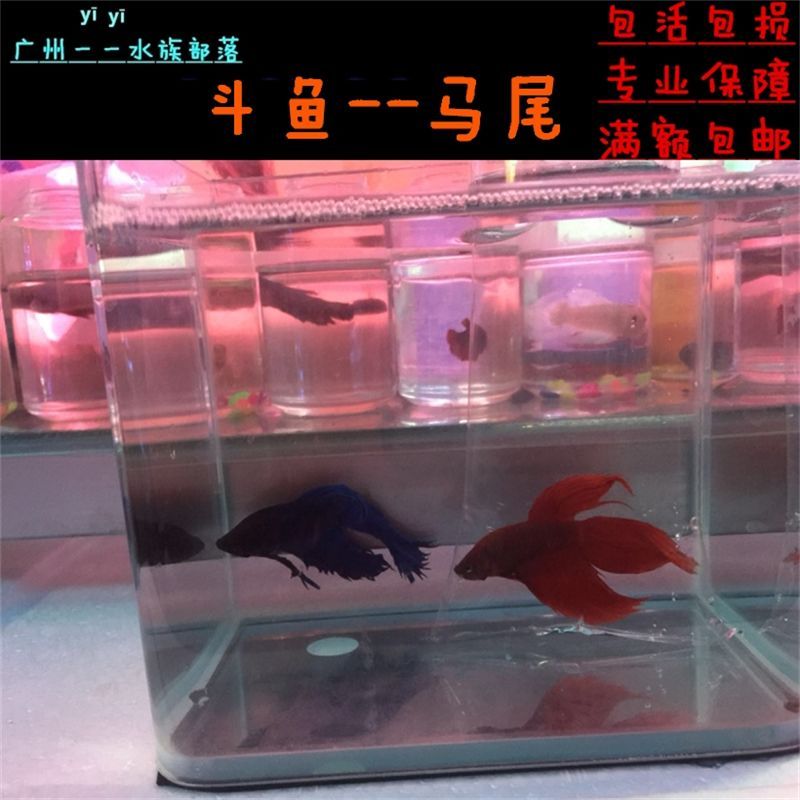 觀賞魚紅龍魚能混養嗎：紅龍魚可以與其他種類的魚混養嗎？