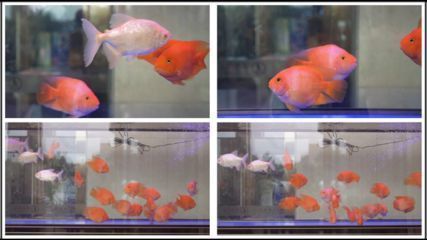 觀賞魚紅龍魚能混養嗎：紅龍魚可以與其他種類的魚混養嗎？
