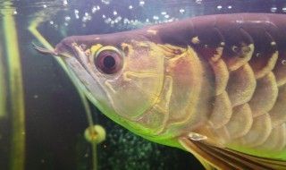 龍魚正常眼睛：關于龍魚正常眼睛的詳細描述