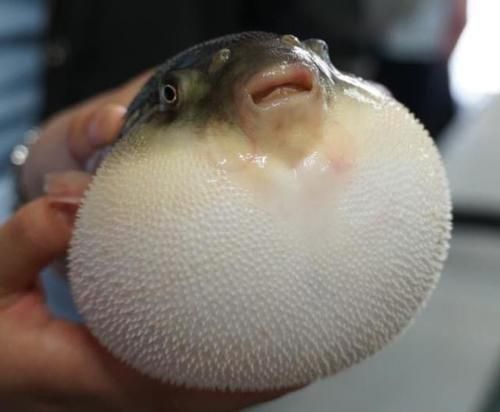 世界上最貴的四種魚，其中一種價值千萬元
