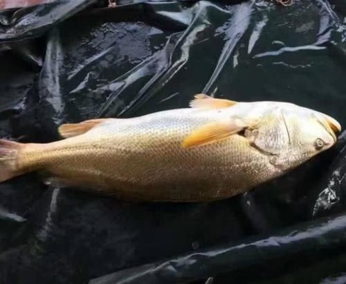 世界上最貴的四種魚，其中一種價值千萬元