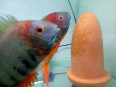 金龍魚和菠蘿魚混養(yǎng)嗎：金龍魚和菠蘿魚可以混養(yǎng)嗎 金龍魚和菠蘿魚混養(yǎng)嗎：金龍魚和菠蘿魚可以混養(yǎng)嗎 龍魚百科 第1張