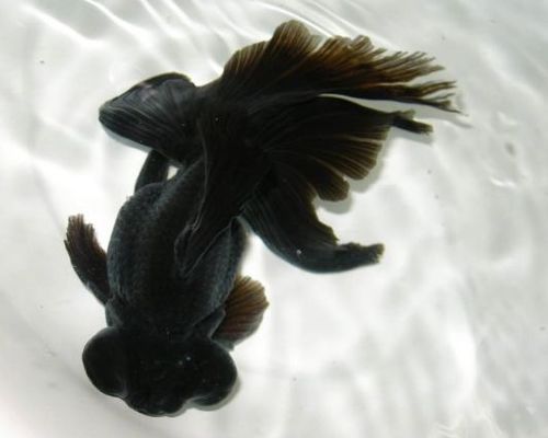 金魚(yú)最建議買的三個(gè)品種