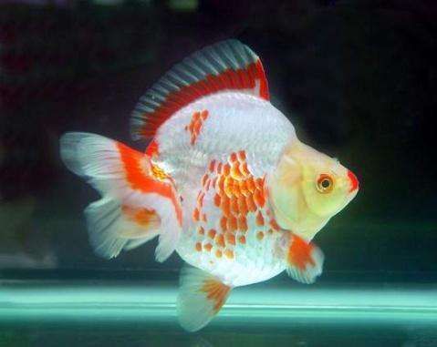 金魚(yú)最建議買的三個(gè)品種