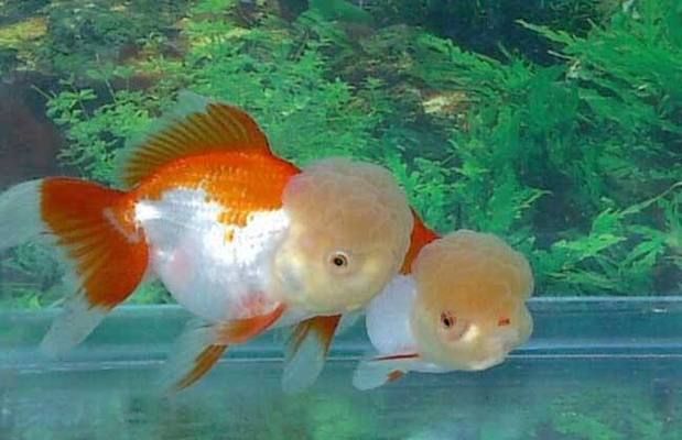 金魚(yú)最建議買的三個(gè)品種