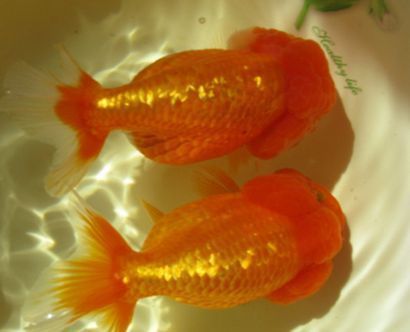 金魚(yú)最建議買的三個(gè)品種