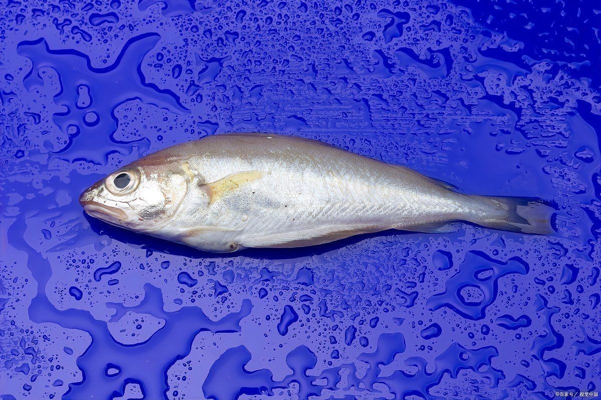 金鯧魚是海魚嗎