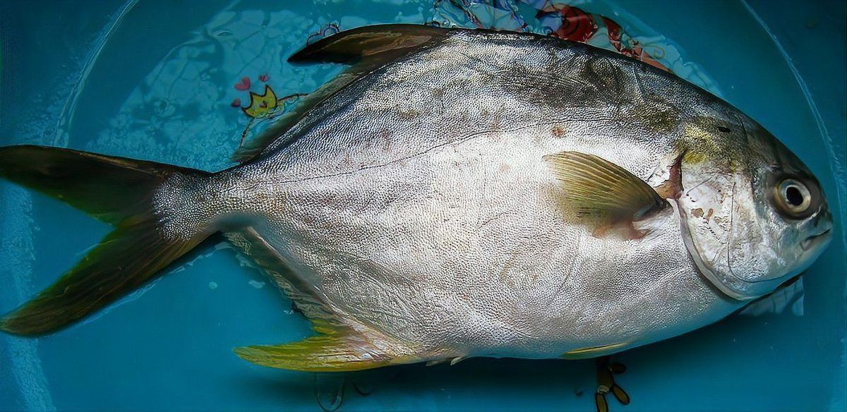 金鯧魚是海魚嗎