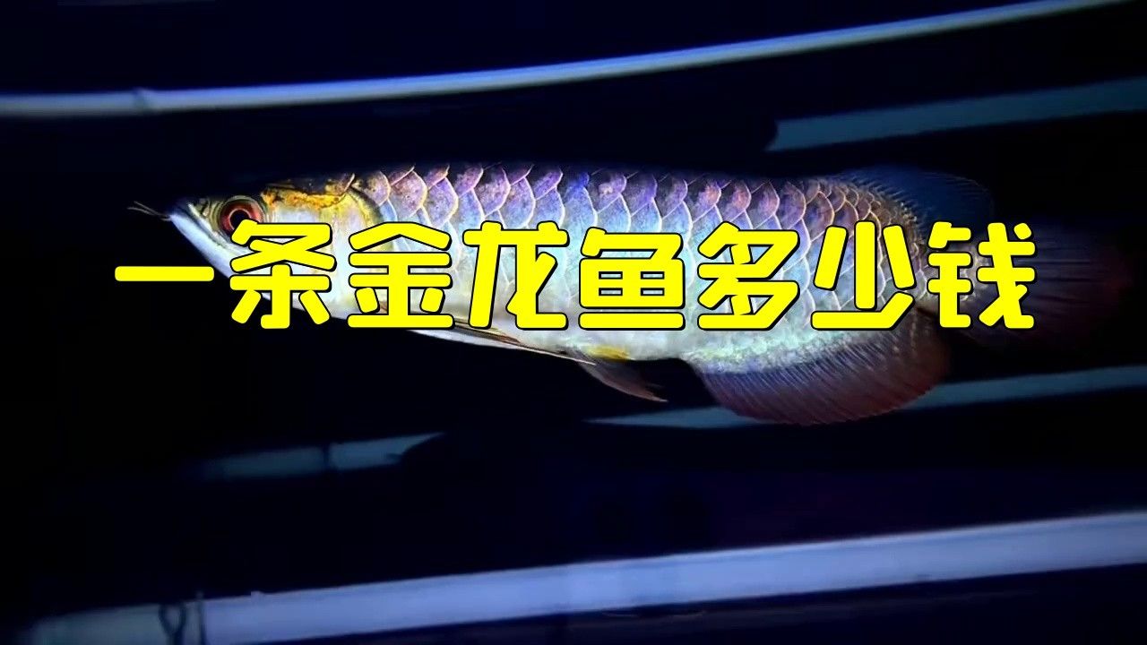 廣州花鳥市場金龍魚多少錢一條啊
