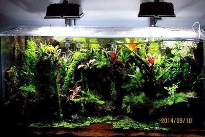 魚缸多少錢（如何選擇適合自己魚缸）