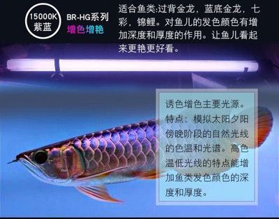 龍魚的大小和長度有什么區(qū)別？：龍魚大小和長度的詳細信息：龍魚大小和長度的差異 龍魚的大小和長度有什么區(qū)別？：龍魚大小和長度的詳細信息：龍魚大小和長度的差異 龍魚百科 第2張