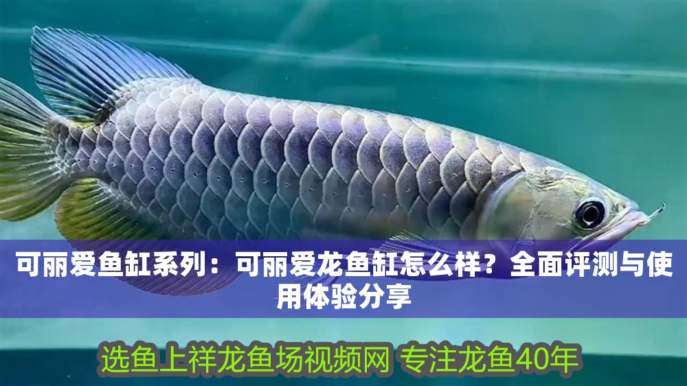 可麗愛魚缸系列：可麗愛龍魚缸怎么樣？全面評測與使用體驗分享 可麗愛魚缸系列：可麗愛龍魚缸怎么樣？全面評測與使用體驗分享 龍魚百科 第1張