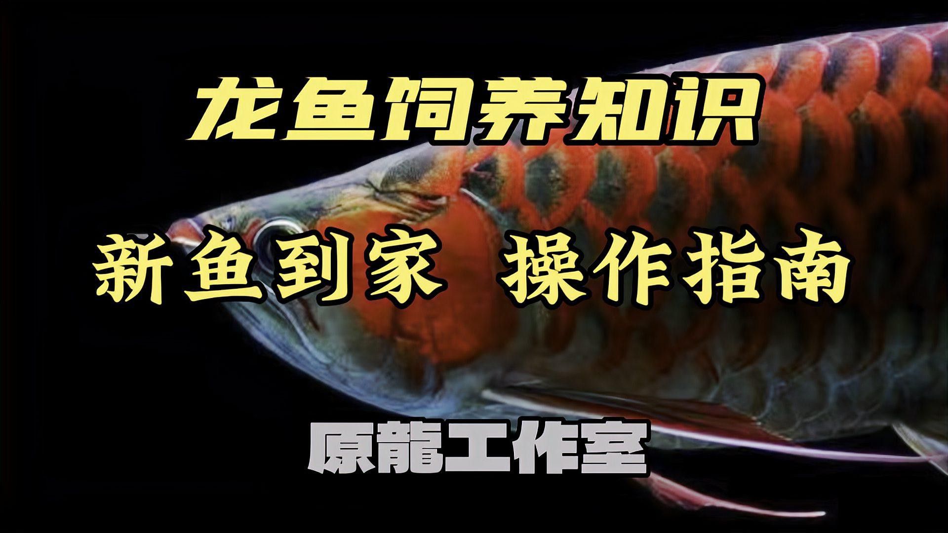 新手養(yǎng)龍魚注意事項(xiàng) 新手養(yǎng)龍魚注意事項(xiàng) 龍魚百科 第9張