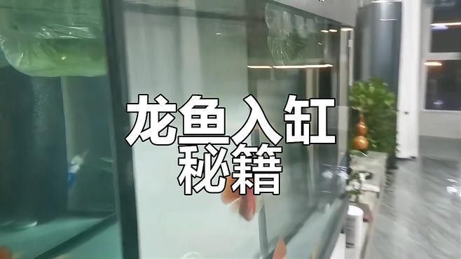 新手養(yǎng)龍魚注意事項(xiàng) 新手養(yǎng)龍魚注意事項(xiàng) 龍魚百科 第10張