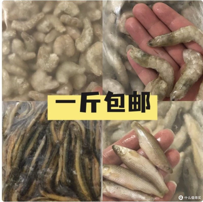 龍魚吃凍蝦需要去頭嗎？ 龍魚吃凍蝦需要去頭嗎？ 龍魚百科 第2張