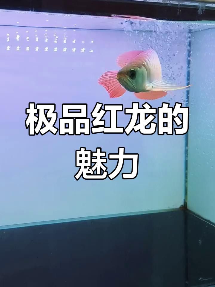 哪里可以購買到高端紅龍魚？ 哪里可以購買到高端紅龍魚？ 龍魚百科 第5張