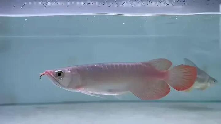 哪里可以購買到高端紅龍魚？ 哪里可以購買到高端紅龍魚？ 龍魚百科 第9張