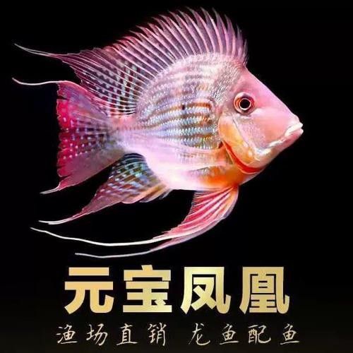 龍魚混養魚最佳搭配圖片大全