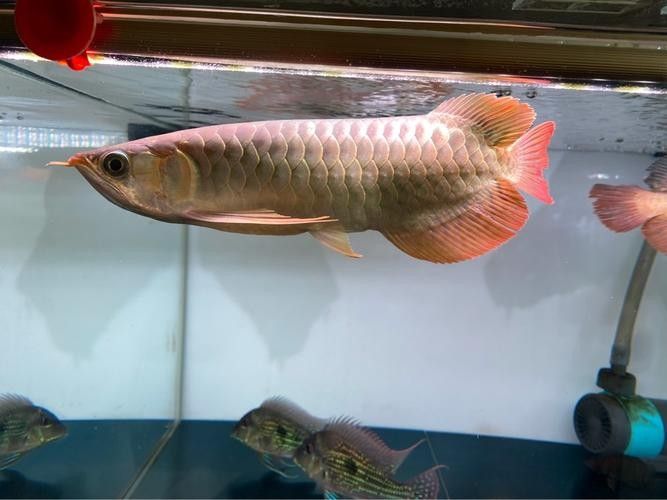 龍魚混養魚最佳搭配圖片大全