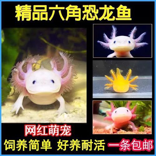 哪里可以購買到高品質的金色龍魚？ 哪里可以購買到高品質的金色龍魚？ 龍魚百科 第7張