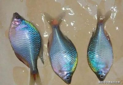 白條魚喂食龍魚會飄到水面上嗎：白條魚喂食龍魚會導致龍魚漂浮到水面上嗎，白條魚會飄到水面上嗎