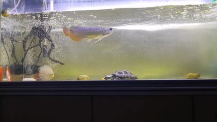 高背金龍魚可以養(yǎng)成過背嗎怎么養(yǎng)：高背金龍魚是一種怎樣的魚類？