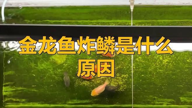龍魚炸鱗是什么原因