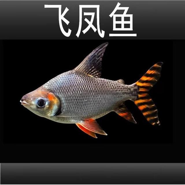 紅龍魚最好的配魚（什么魚配紅龍魚最好）
