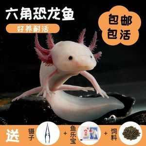 龍魚和恐龍魚適合養在一起嘛：龍魚與恐龍魚混養的日常飼料選擇，龍魚與龍魚混養的日常飼料選擇
