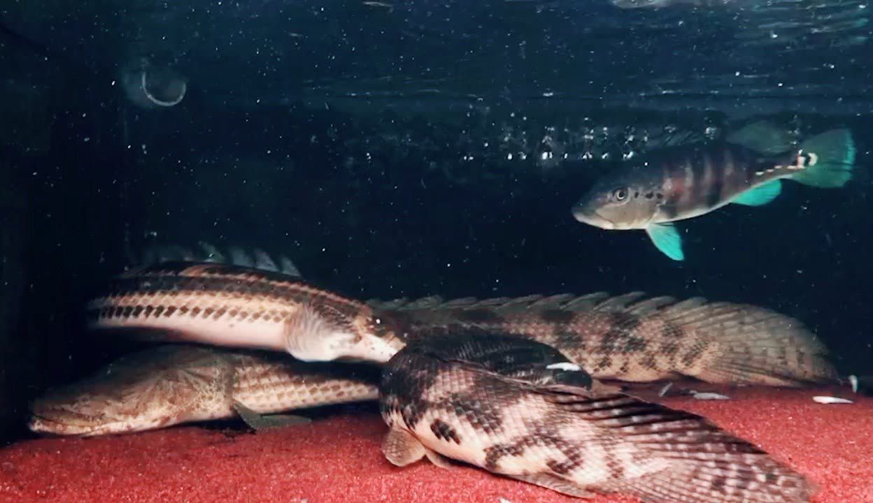 龍魚和恐龍魚適合養在一起嘛：龍魚與恐龍魚混養的日常飼料選擇，龍魚與龍魚混養的日常飼料選擇