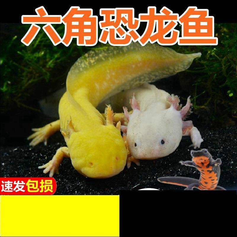 龍魚和恐龍魚適合養(yǎng)在一起嘛：龍魚與恐龍魚混養(yǎng)的日常飼料選擇，龍魚與龍魚混養(yǎng)的日常飼料選擇