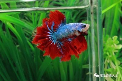 最漂亮的龍魚(yú)（最漂亮的幾種龍魚(yú)品種）