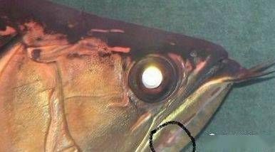 龍魚背部長皰疹【龍魚疾病的診斷和治療】