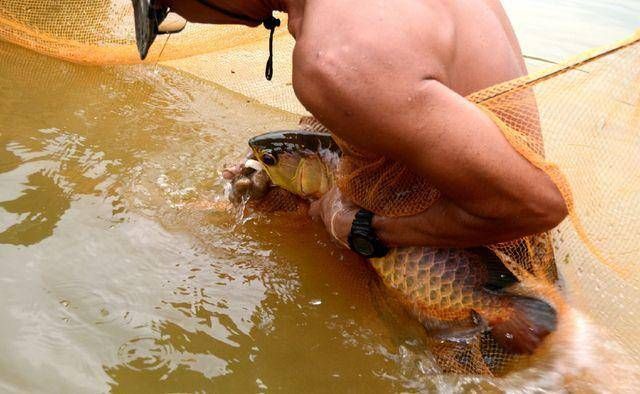 龍魚吐食什么情況會死亡：龍魚吐食不一定意味著一定會死亡