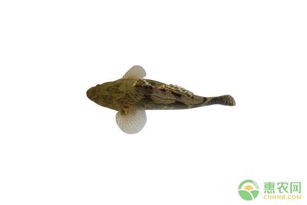 水霉病治療后的護(hù)理要點(diǎn)：水霉病的護(hù)理要點(diǎn)