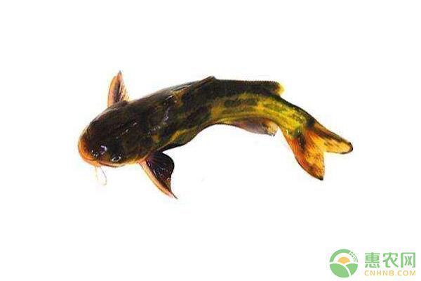 水霉病治療后的護(hù)理要點(diǎn)：水霉病的護(hù)理要點(diǎn)
