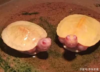 迷你龍魚體型最小的龍魚品種（迷你龍魚與澳洲星點龍的區別）