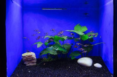 有腳的龍魚（龍魚是一種珍貴的觀賞魚，具有悠久的歷史和文化背景）